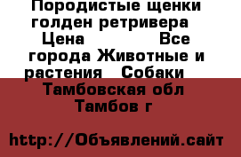 Породистые щенки голден ретривера › Цена ­ 25 000 - Все города Животные и растения » Собаки   . Тамбовская обл.,Тамбов г.